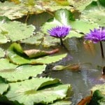 DSC_0270 Lily Pads