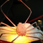 World's Largest Crab at Museum of Curious Objects