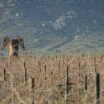 Adobe Guadalupe's signature angel wings in the vineyard Adobe Guadalupe's signature angel wings guard the winter vines