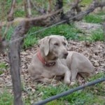 Weimaraner in the vines Weimaraner in the vines