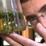 Stéphane Lemay, tea expert and owner of Amour Des Thés tea shops