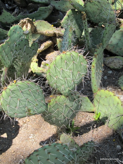 Prickly Pear at the Rancho Santa Ana Botanic Garden