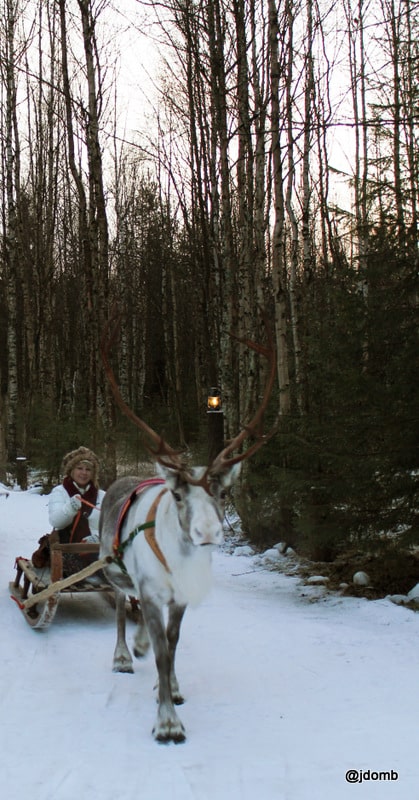 Driving my reindeer sleigh through the forest