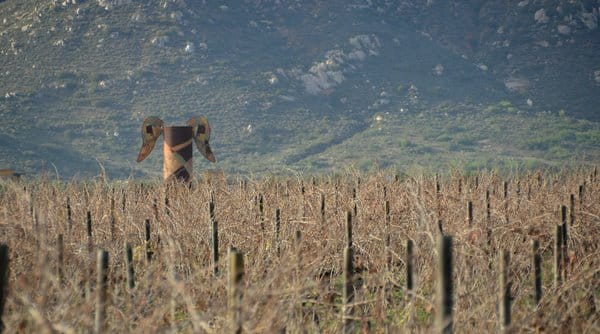 Adobe Guadalupe's signature angel wings guard the winter vines