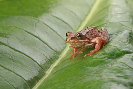 coqui tree frog (Photo credit: www.buzzle.com)