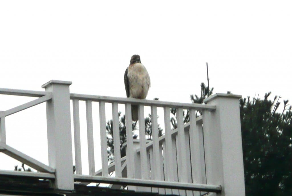 Veronica the Redtailed Hawk that lives at White Memorial