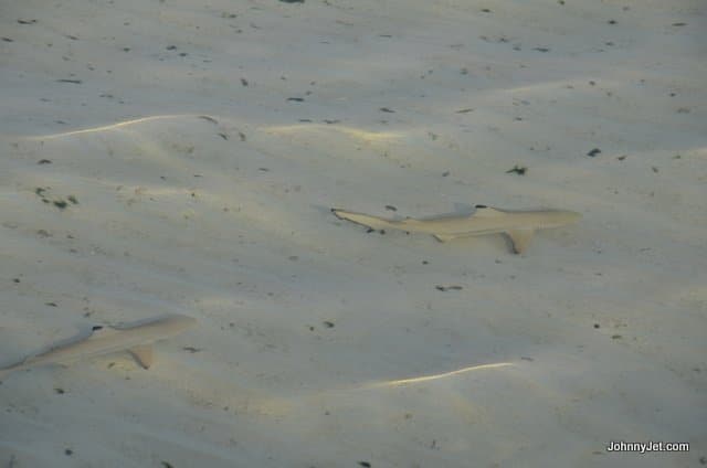 Small Black Tip Reef sharks