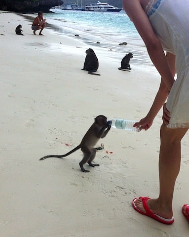 Monkeys on Phi Phi Don Island