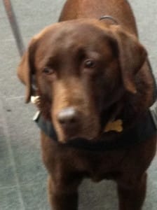 Labradorable!