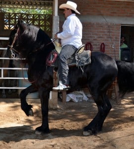 Dancing Horse