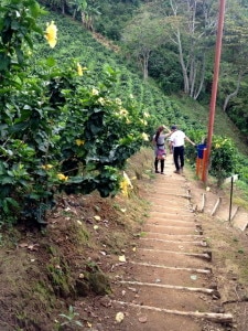 Coffee heaven at Hacienda San Alberto