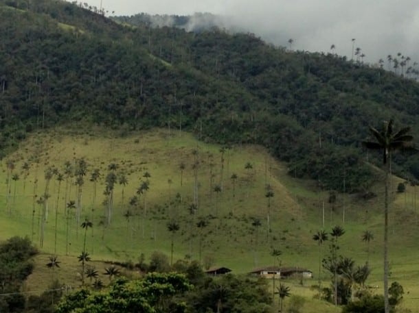 Cloaked in mist, the wax palms and deep greens of the Valle de Cocora highlight the surreal landscapes of the Coffee Triangle