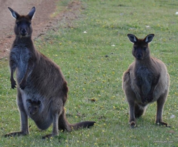 More roos!
