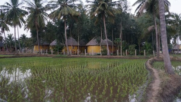 View from the rice field to my hut. The corner hut.