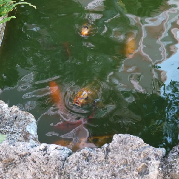Hungry koi fish in the Japanese garden at The Fairmont Hamilton Princess