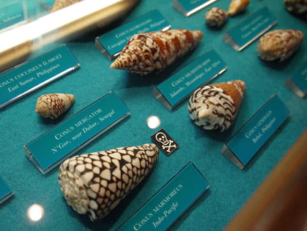 Conus Marmoreus on display at the Bermuda Underwater Exploration Institute