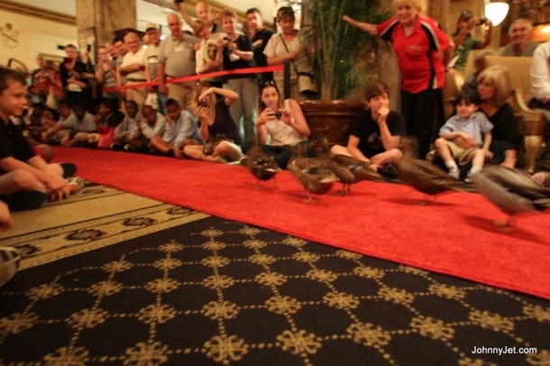 The Peabody Ducks walking the red carpet