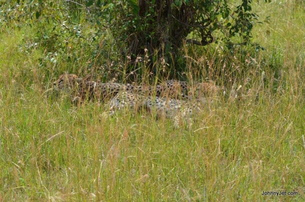 Cheetah's lounging