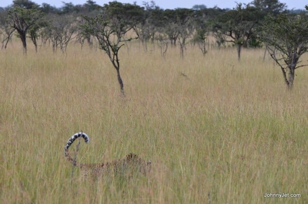 Leopard's tail