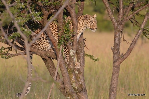 Leaopard in a tree in Masai Mara