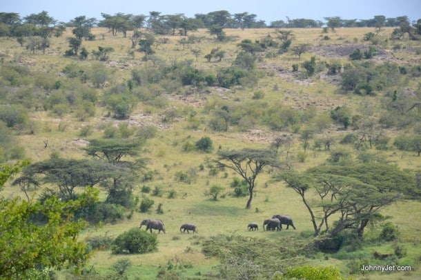 Elephants in the valley