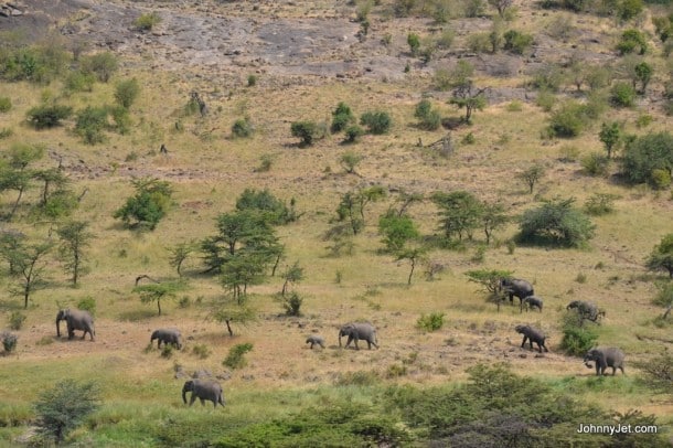 Elephants in the wild