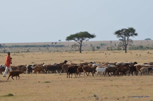 Masai cattle herder