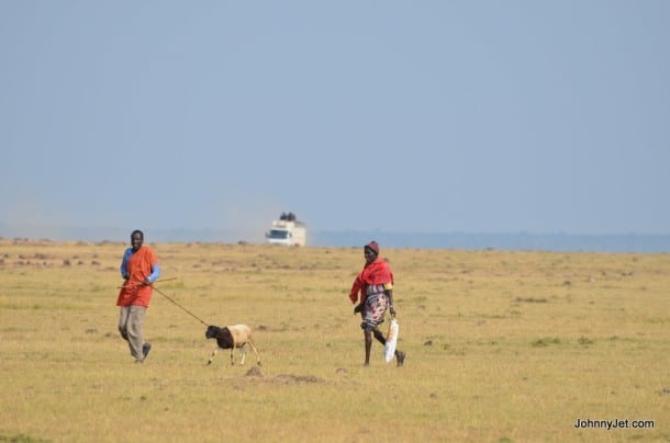 Masai walking their sheep