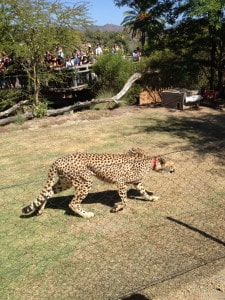 This cheetah just finished her sprint