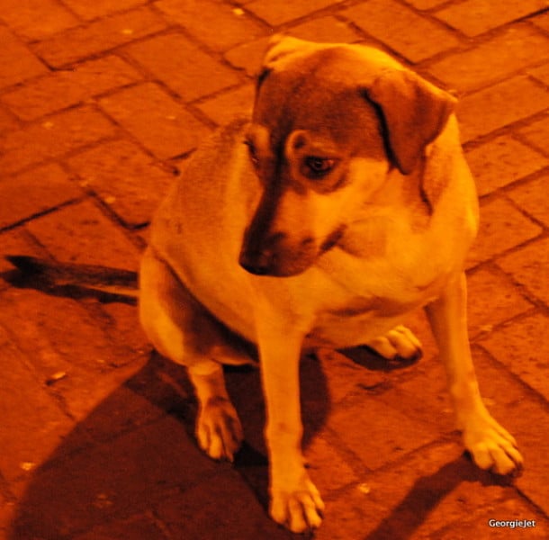 Santo Domingo Dog