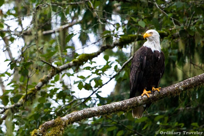 Bald Eagle in Glendale Cove, British Columbia