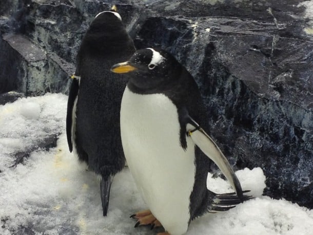 Penguins at the Antarctica: Empire of the Penguins exhibit