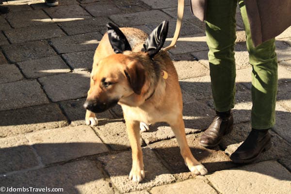 Even dogs dress up for Venice Carnival!