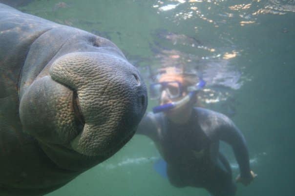 Manatee photo bomb! Manatee photo bomb!