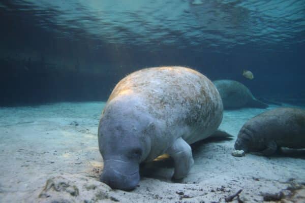 A manatee A manatee