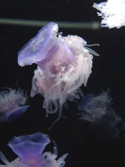 Upside down jellyfish. Photo by Jen Melo