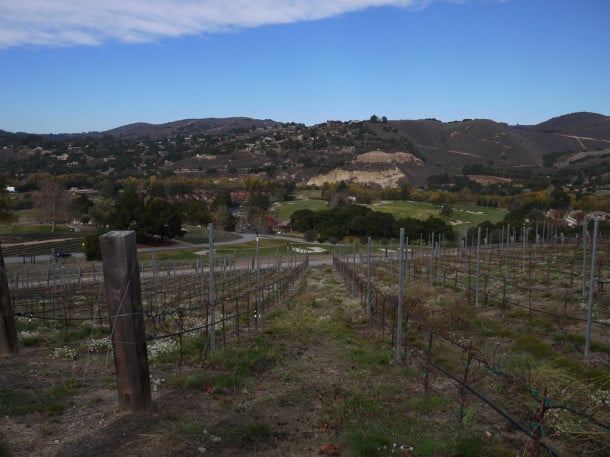 Vineyard view at Carmel Valley Ranch (Credit: Jen Melo)