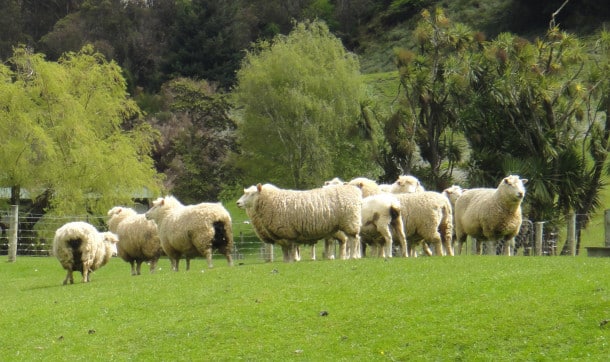 Sheep, which outnumber people ten-to-one