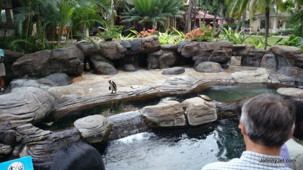 Penguins at Hilton Hawaiian Village Hawaii 