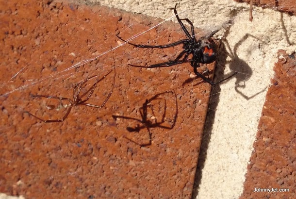 Redback spider outside of SCG