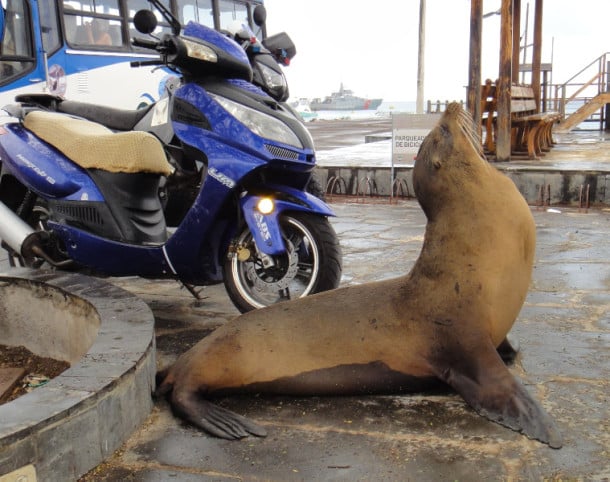 Sea lion with motorcycle