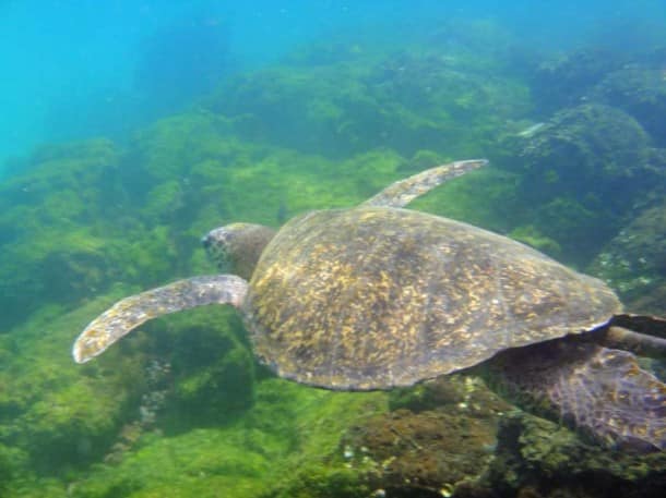 Snorkeling with a sea turtle