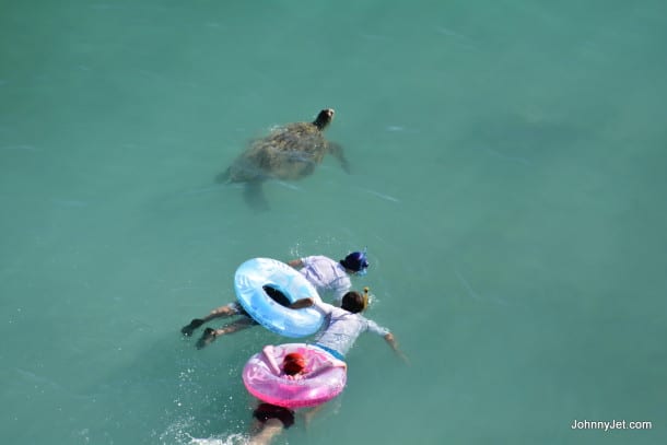 Turtles in front of the Moana Surfrider
