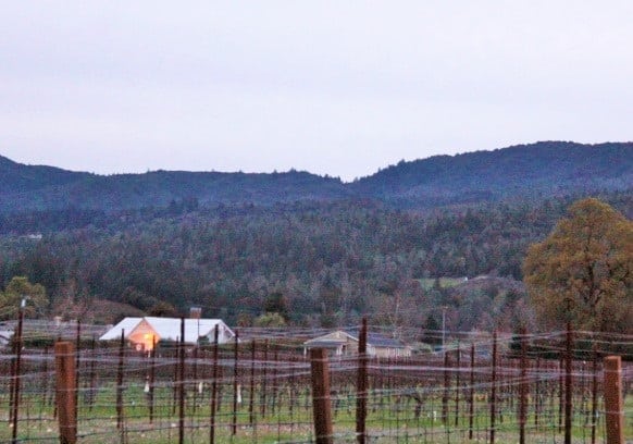 Vineyard and hills at HALL
