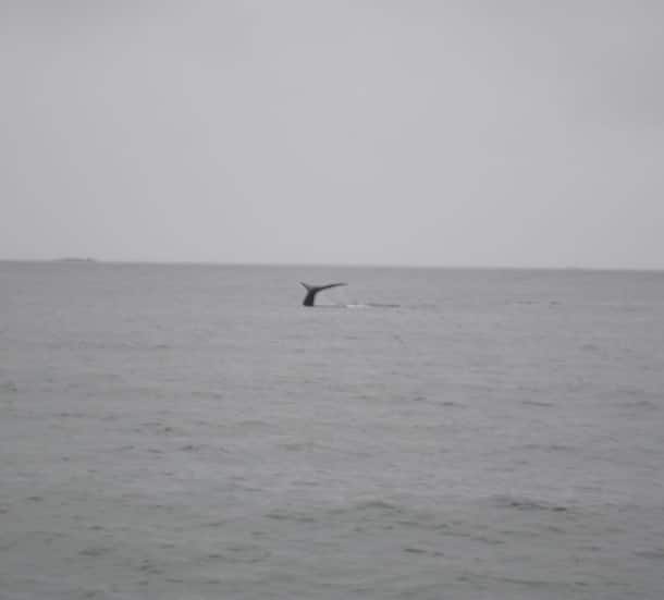 Whale's Tail w Jamie's Whaling