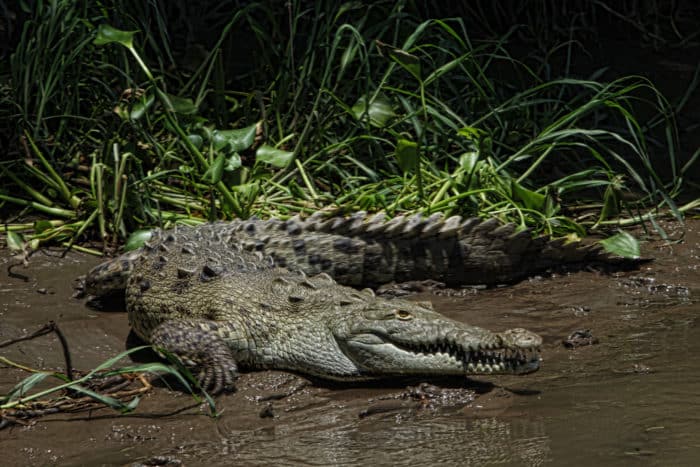 A crocodile on the guided river tour