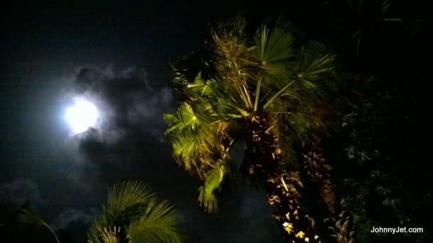 Beautiful palm trees at the St Regis Bahia Beach Puerto Rico