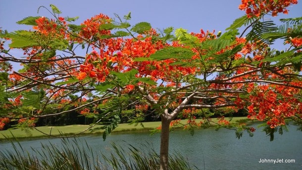 Colorful trees at St Regis Bahia Beach Puerto Rico