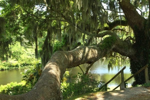 Beautiful oak with Spanish moss along Ashley River (Credit: Bill Rockwell)