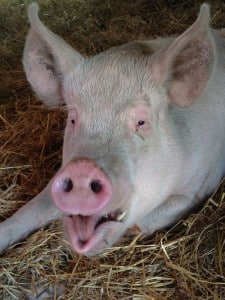 Farm Sanctuary's "Regis"